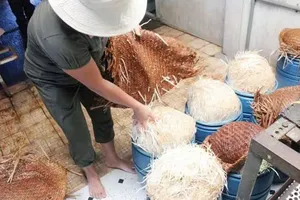 Đắk Lắk: 4 bị cáo trong đường dây làm giá đỗ ngâm hoá chất lãnh án