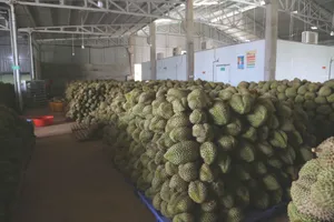 Đắk Lắk: Hàng ngàn tấn sầu riêng nguy cơ hư hỏng