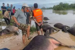 Hàng chục con trâu của người dân chết do nước lũ tràn về