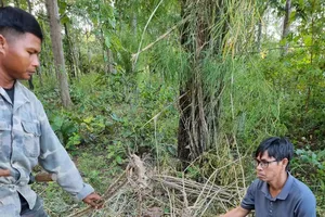 Đắk Lắk: Voi rừng tấn công voi nhà, phá hoa màu của người dân