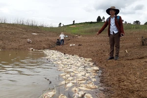 Cá chết trên hồ thủy điện