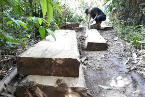 Đột nhập bãi tập kết gỗ lậu ở xã biên giới