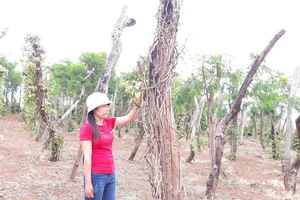 Hồ tiêu chết tràn lan trên địa bàn huyện Chư Pưh