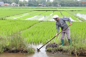 Rộn ràng trên cánh đồng lúa mùng 3 tết 