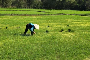 Mồng 3 Tết, nông dân Giang Hải ra đồng chăm sóc lúa, đậu