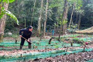 Ngày tết, đồng bào Xơ Đăng tấp nập lên núi chăm sóc sâm Ngọc Linh 