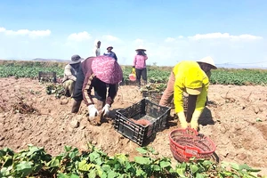 Nông dân trồng khoai lang trúng đậm