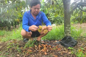 Vườn sầu riêng của ông Mai Công Quyền (thôn Chư Hậu 6, xã Ia Bă) rụng quả non la liệt