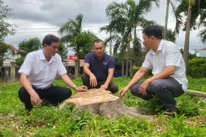 Gia Lai: Đốn hạ hàng loạt cây xanh tại trụ sở xã để bán củi, có dấu hiệu sai phạm