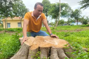 Vụ chặt cây xanh trong khuôn viên xã để bán lấy củi: Tạm dừng bổ nhiệm nguyên Chủ tịch UBND xã