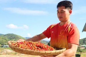 Quảng Ngãi: Đồng bào Xơ Đăng trúng mùa ngũ vị tử