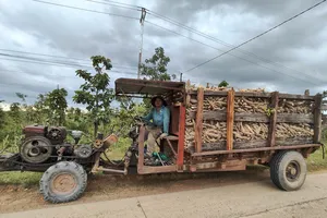 Khoai mì rớt giá, nông dân ở Gia Lai, Quảng Ngãi thua lỗ