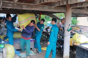 Gia Lai: Cán bộ cõng lúa giúp dân giữ lương thực sau bão 