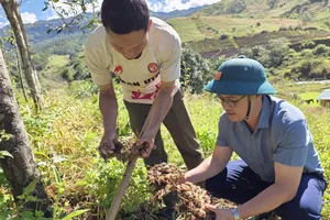 Ông Nguyễn Thanh Thủy (bên phải), Phó Chủ tịch UBND xã Đăk Sao cùng người dân kiểm tra hiệu quả mô hình liên kết trồng gừng