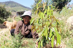 Mô hình chuyển đổi vườn tạp giúp người dân thoát nghèo 