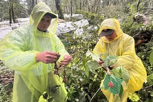 Ông Nguyễn Đức Tuy, Phó Bí thư Tỉnh ủy Quảng Ngãi kiểm tra vườn sâm của người dân xã Măng Ri bị thiệt hại do bão, qua đó chỉ đạo địa phương có nhiều giải pháp để giúp người dân khôi phục sản xuất