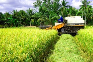 Rice farmers enjoy bumper harvest, high prices in Mekong Delta