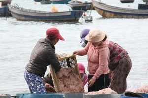 Ngư dân Đà Nẵng trúng đậm mùa ruốc biển