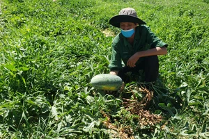 Hàng trăm tấn dưa hấu Hòa Bắc (huyện Hòa Vang, TP Đà Nẵng) đã và sắp đến ngày thu hoạch gặp khó đầu ra