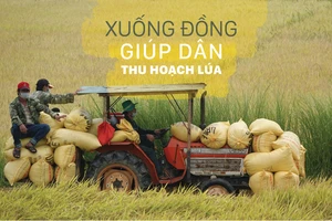 Xuống đồng giúp dân thu hoạch lúa