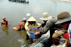 Thu hoạch tôm nuôi tại TPHCM. Ảnh: CAO THẮNG