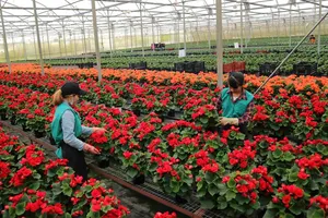 Ấn tượng nông nghiệp công nghệ cao
