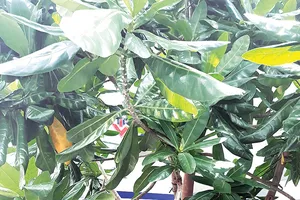 Xanh vì Trường Sa