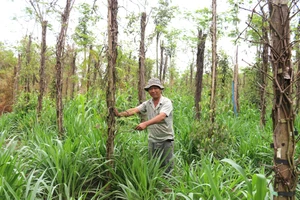 Người trồng tiêu huyện Bù Đốp (Bình Phước) điêu đứng vì giá cả xuống thấp kéo dài