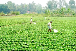 TPHCM gieo trồng 6.400ha vụ đông xuân