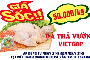 Giá Sốc Gà thả vườn VietGAP 50.000 đồng/kg