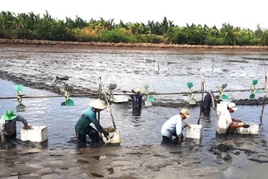 Người dân thu hoạch tôm “trả công lẫn nhau” ở vùng sâu huyện Vĩnh Thuận (Kiên Giang), qua đó thắt chặt tình làng nghĩa xóm