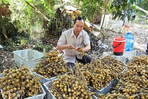 Trồng nhãn xuất khẩu, thế mạnh của huyện Châu Thành 