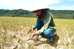 Nhiều diện tích lúa ở Quảng Bình chết cháy. Ảnh: MINH PHONG