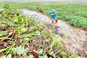 Người dân ở Thạch Hà, Hà Tĩnh dọn ruộng để sản xuất vụ xuân. Ảnh: DƯƠNG QUANG