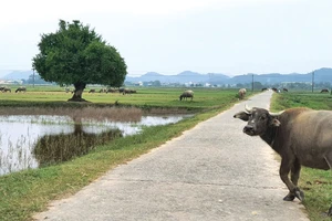 Lan man về... con trâu