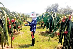 Nâng giá trị cho trái thanh long