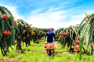 Thu hoạch thanh long ở xã Xuyên Mộc, huyện Xuyên Mộc (Bà Rịa - Vũng Tàu). Ảnh: VIẾT CHUNG