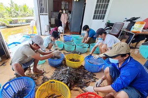 Thu hoạch tôm ở huyện Thới Bình, tỉnh Cà Mau