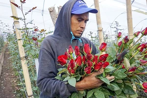 Một công nhân thu hoạch hoa hồng trước ngày Lễ Tình nhân