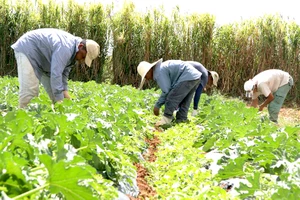 Nông dân Brazil canh tác hoa màu