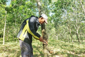 Đoàn viên làng Trường Xuân khai thác mủ cao su