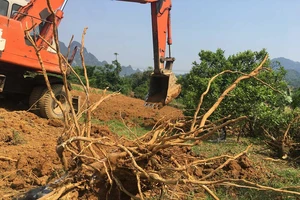 Tan tác vựa cam Cao Phong