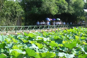 Hồ sen bên đường vào nhà Bác Hồ ở làng Sen, xã Kim Liên (huyện Nam Đàn, Nghệ An). Ảnh: DUY CƯỜNG