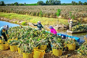 Khi nông sản xuất khẩu trực tiếp từ các cảng biển ĐBSCL, chi phí vận chuyển giảm, hàng hóa sẽ tăng tính cạnh tranh