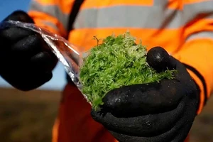 Rêu sphagnum đóng vai trò quan trọng đối với hệ sinh thái. Ảnh: REUTERS