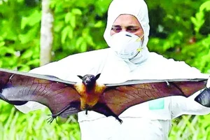 TPHCM giám sát chặt người nhập cảnh, chủ động phòng chống bệnh do virus Nipah