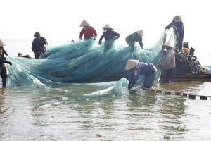 Sôi động mùa cá ngảng