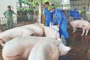 Dịch bệnh, giá thấp: Hộ chăn nuôi ngại tái đàn heo cung ứng tết