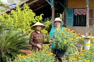 Bông vạn thọ quen thuộc khắp nẻo mùa xuân phương Nam. Ảnh: ĐỖ TÌNH 