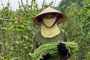 Công nhân canh tác, chăm sóc và thu hoạch rau hữu cơ tại Nông trại GenXanh, xã Hiệp Thuận, huyện Phúc Thọ, Hà Nội. Ảnh: VĂN PHÚC